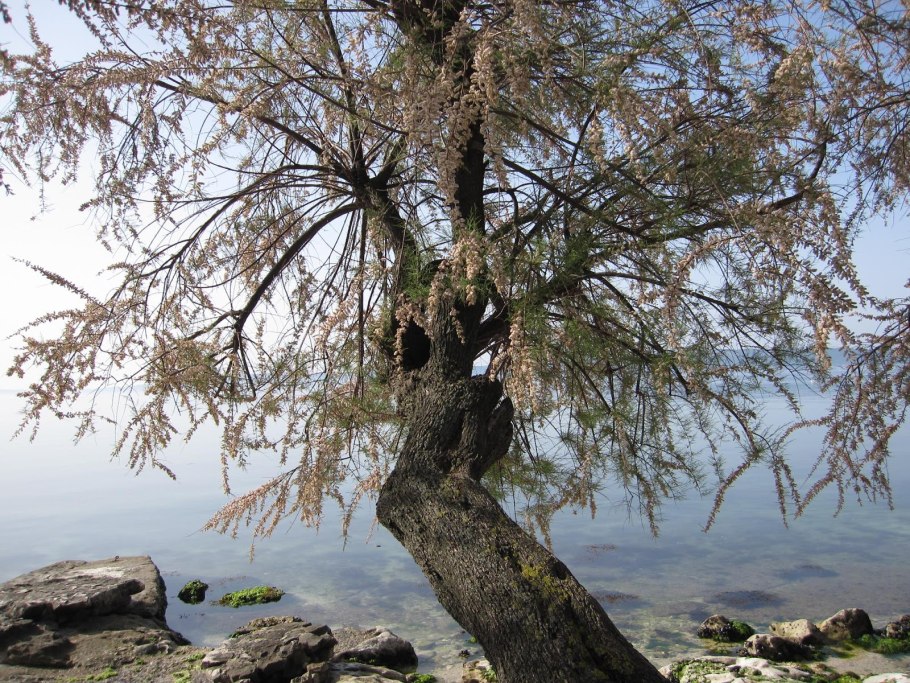 Тамарикс chinensis