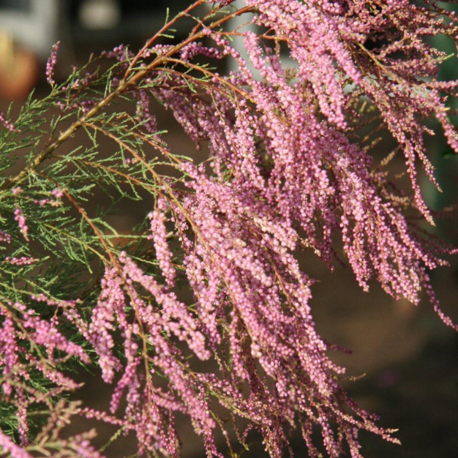 Тамарикс ветвистый