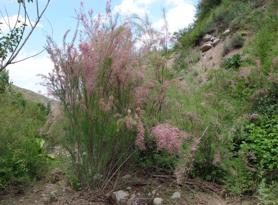 Тамарикс parviflora