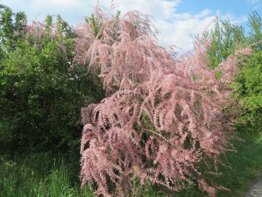 Тамарикс четырехтычинковый tetrandra