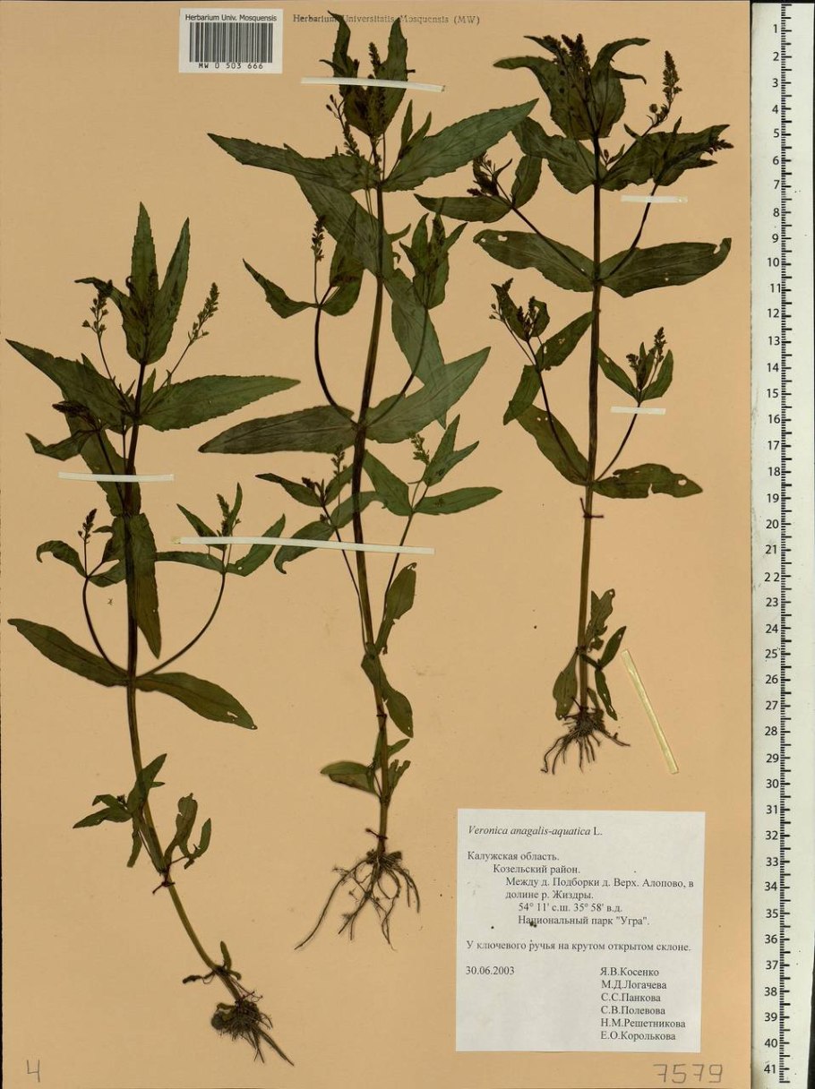 Veronica Anagallis-Aquatica