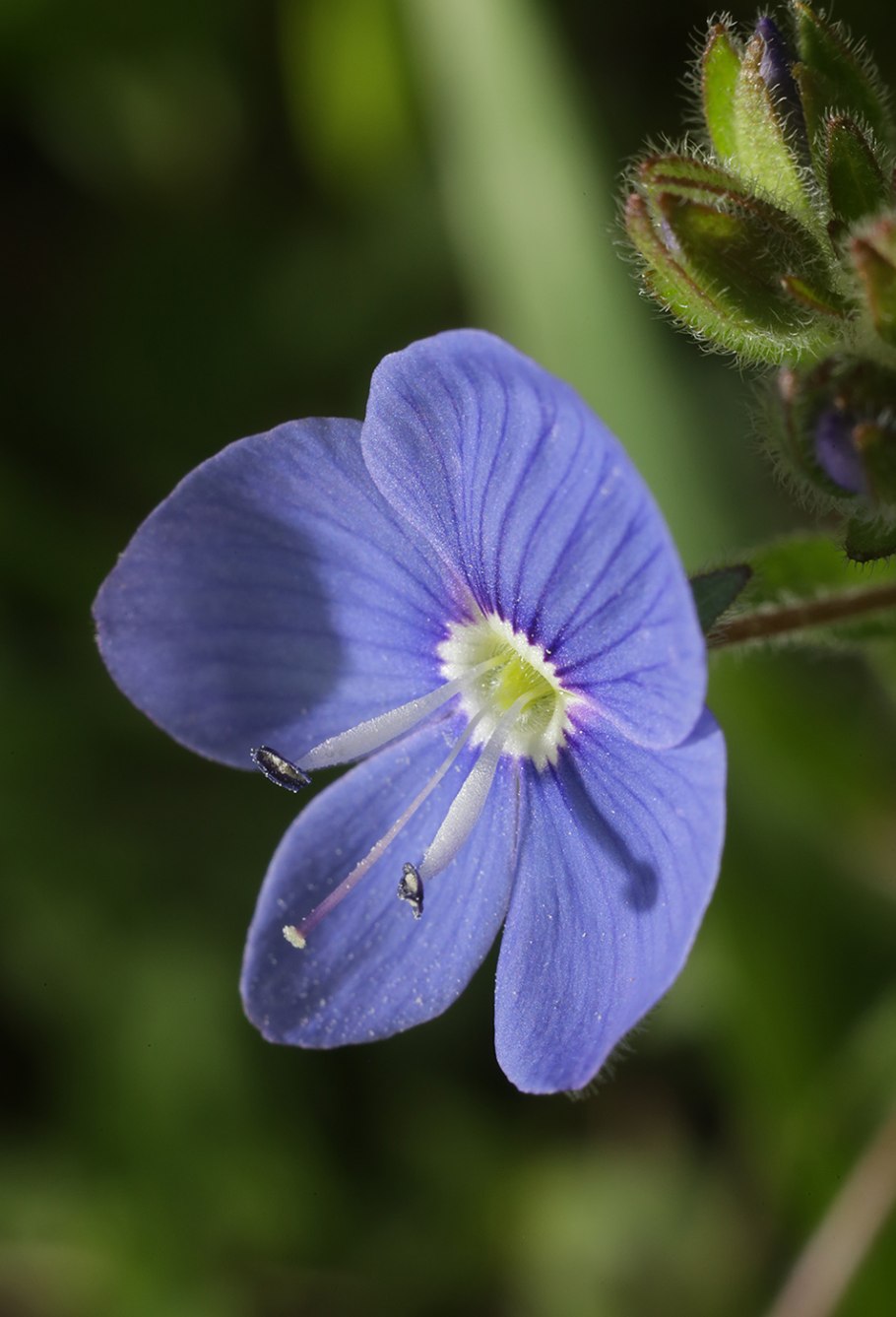 Вероника Весенняя Плантариум