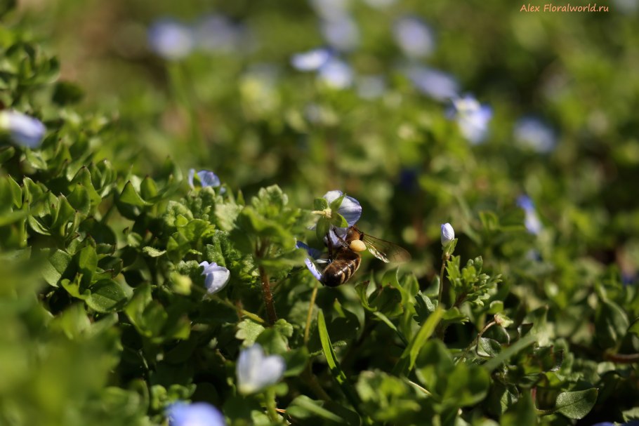 Вероника ложная красная книга