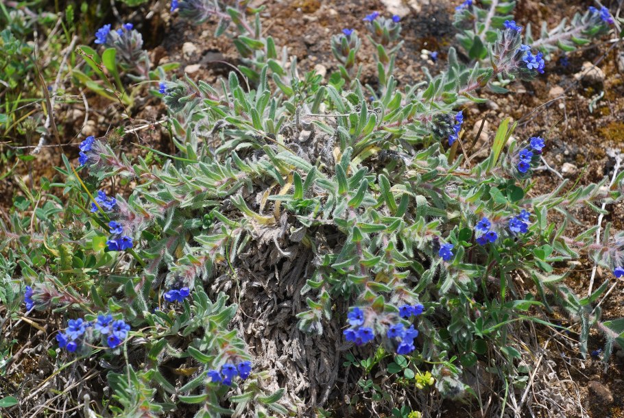 Alternanthera philoxeroides