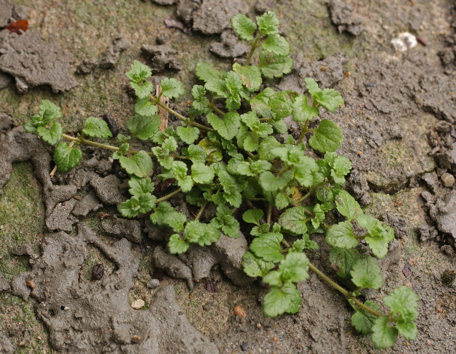 Veronica Anagallis-Aquatica
