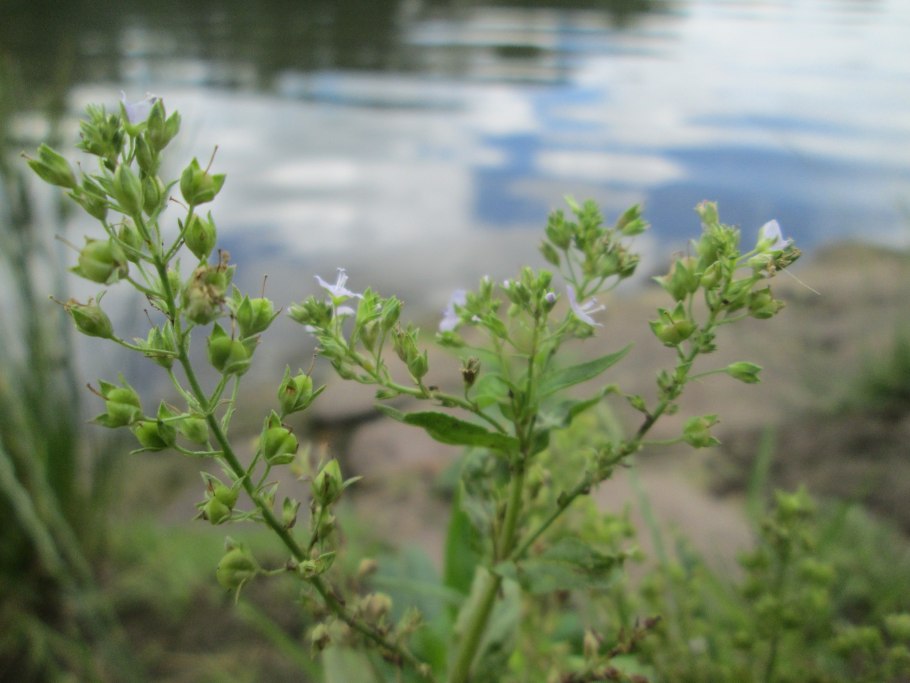 Алиса фото помощник фото цветка