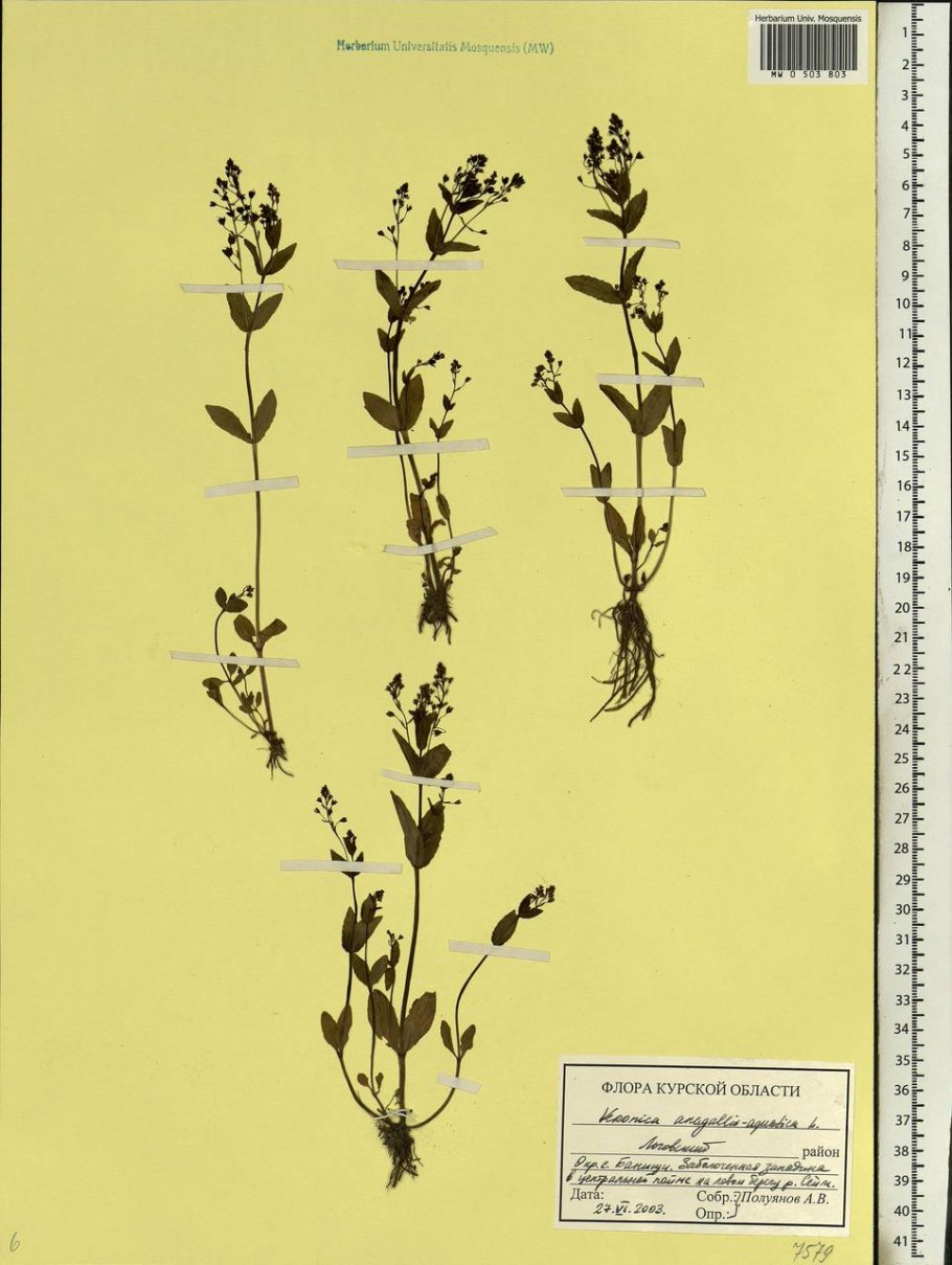 Вероника колосковая розовая
