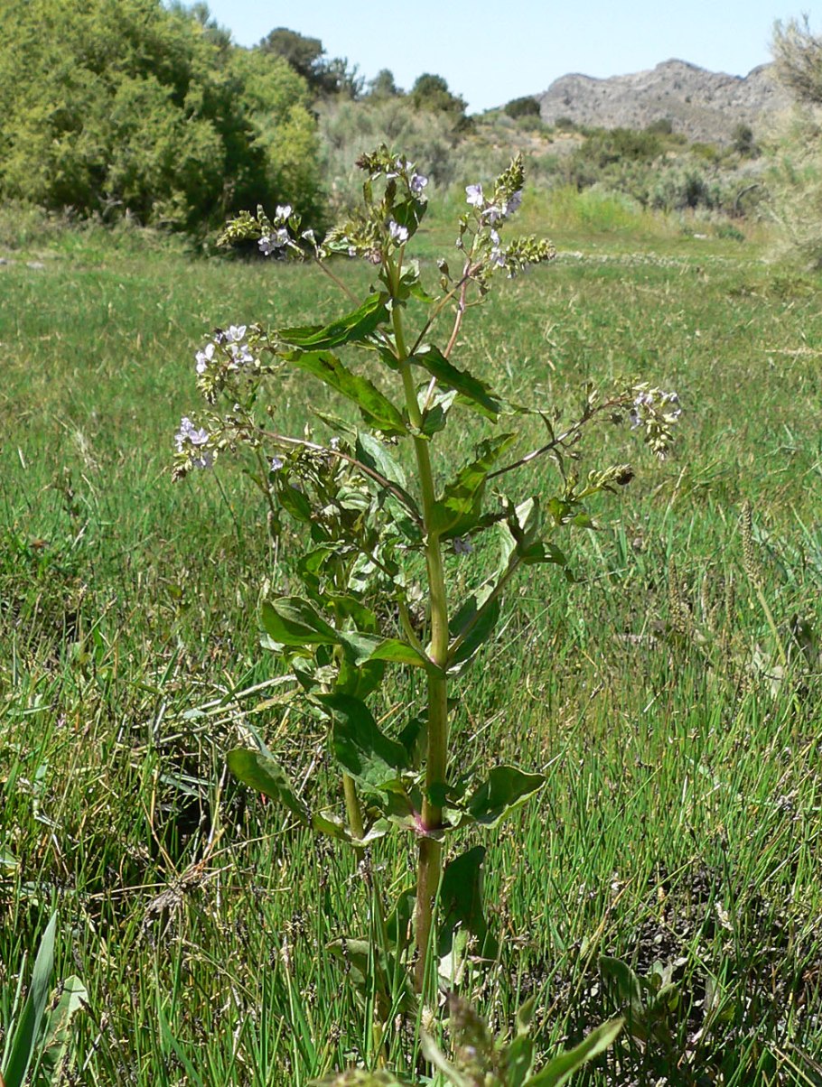 Veronica Anagallis-Aquatica