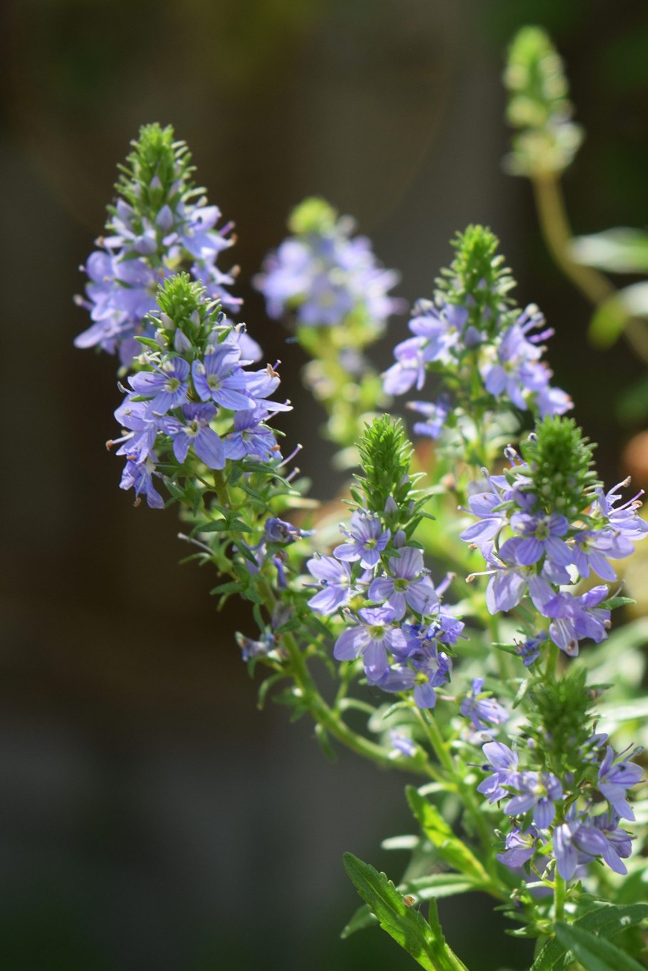 Мирабилис ярко-красный