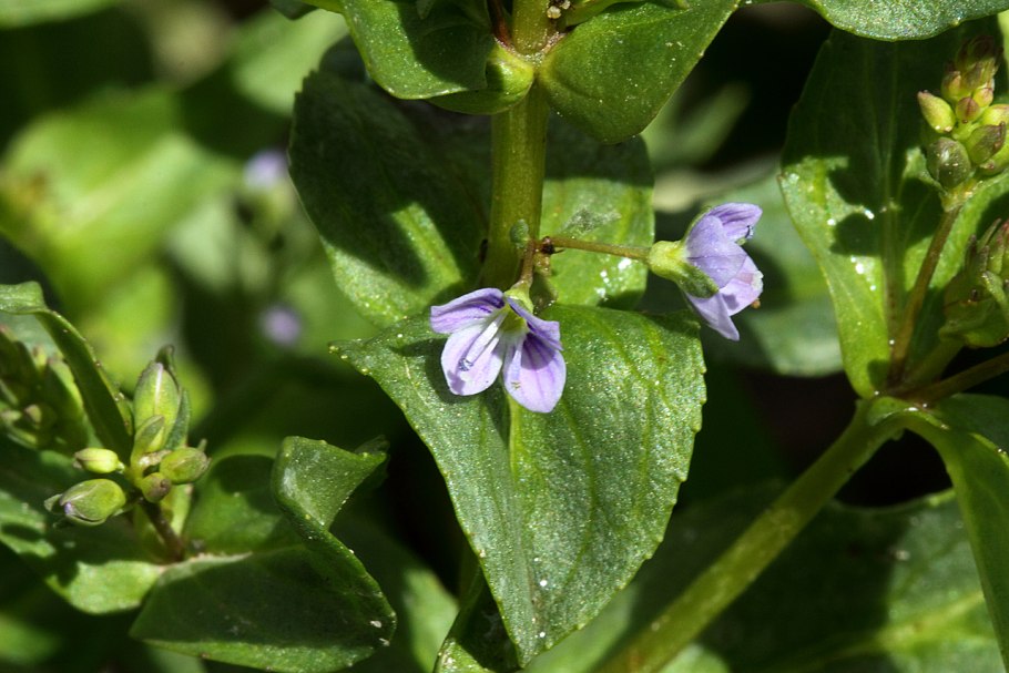 Вероника Ключевая корень