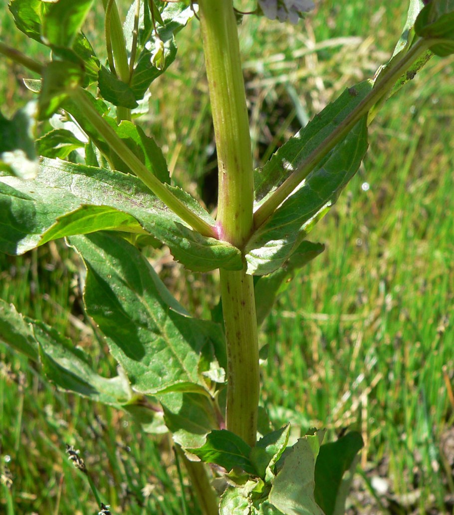 Вероника растение