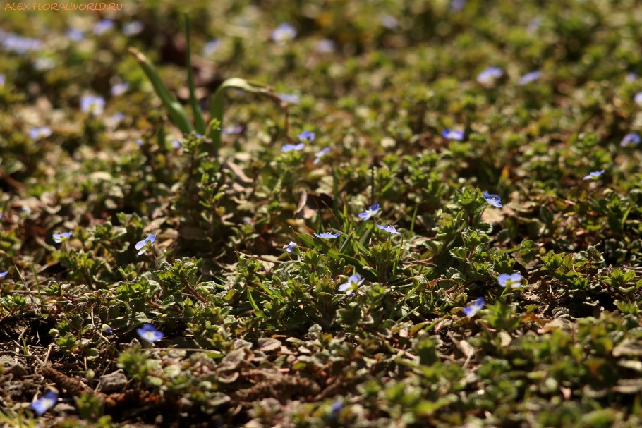 Вероника побег ботаника