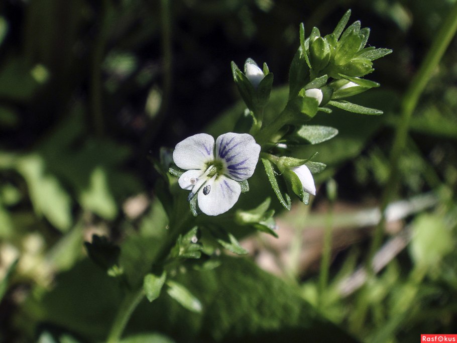 Вероника Ключевая растение