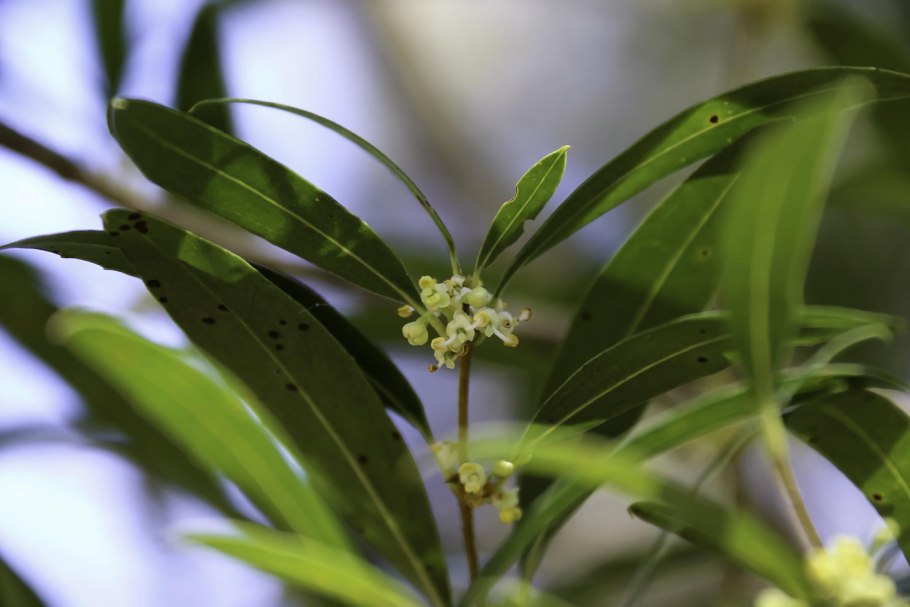 Филлирея узколистная