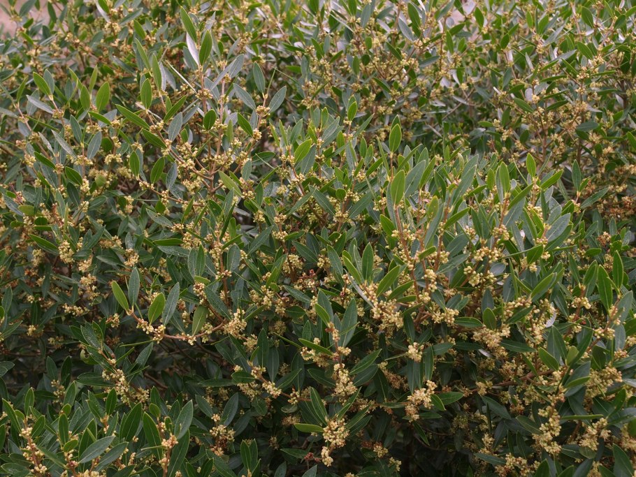 Филлирея Ангустифолия