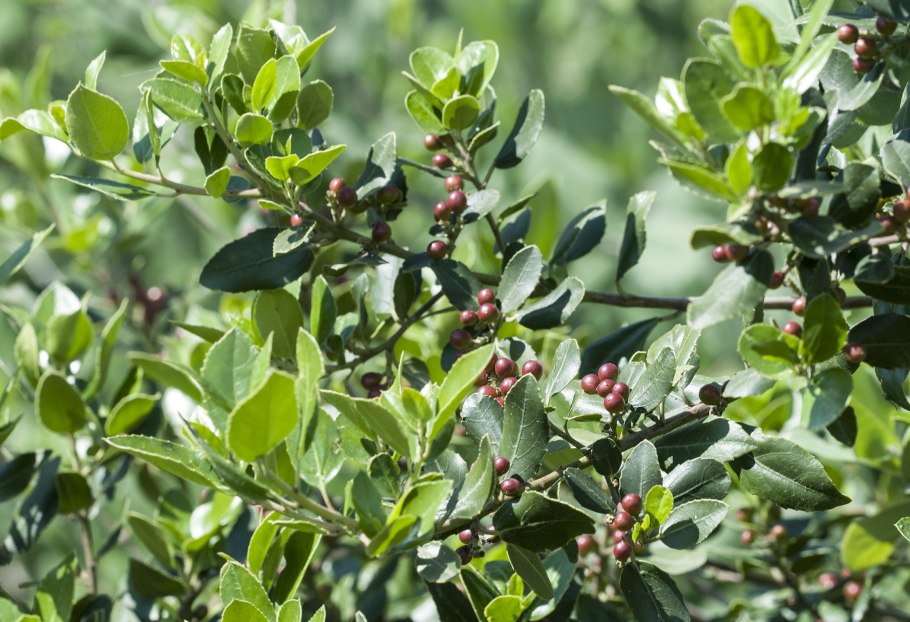 Phillyrea angustifolia