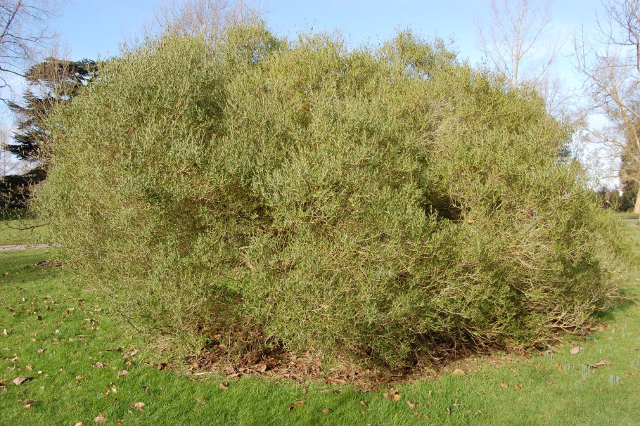 Филлирея Ангустифолия