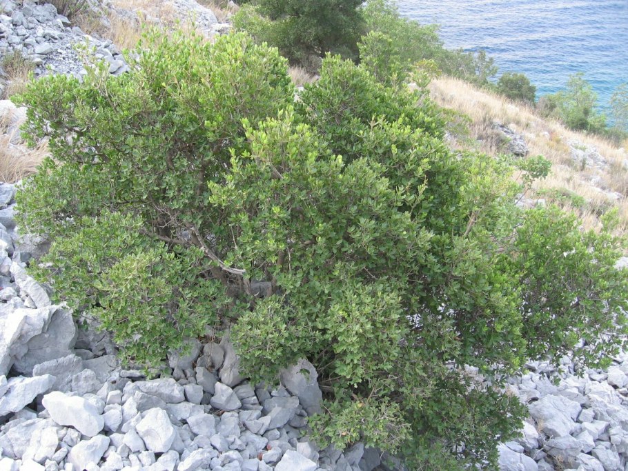 Филлирея узколистная