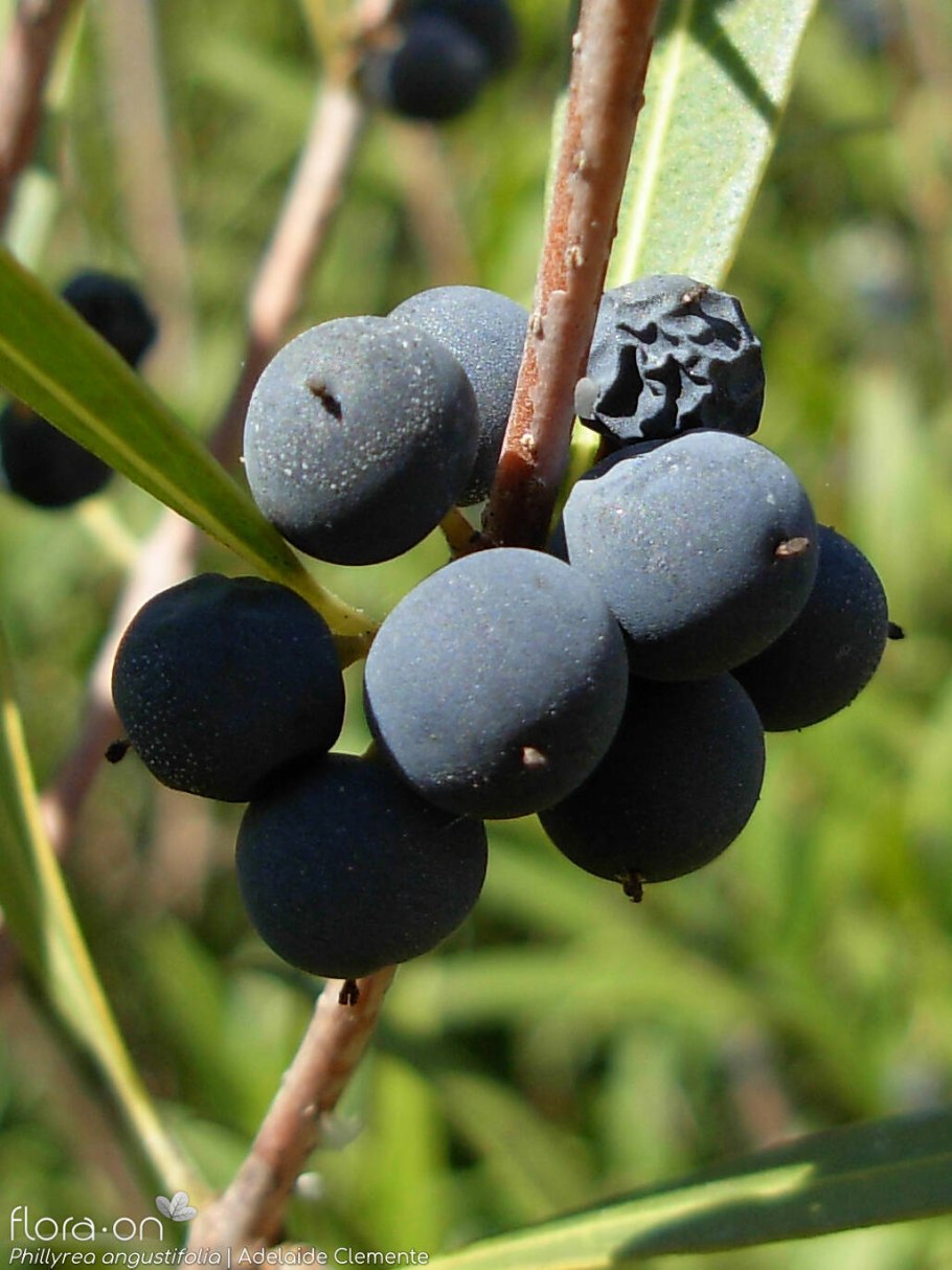 Phillyrea angustifolia