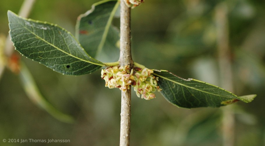 Съедобна ли пиллирея Латифолия