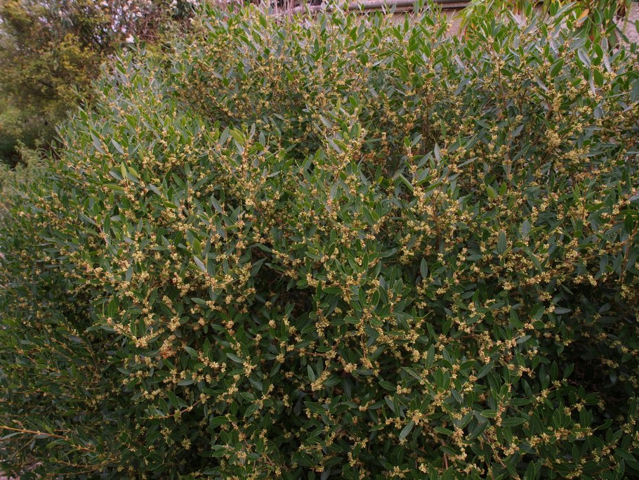 Филлирея узколистная