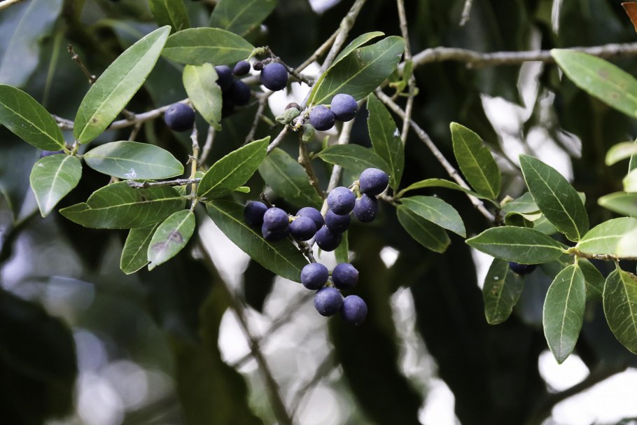 Филлирея Латифолия