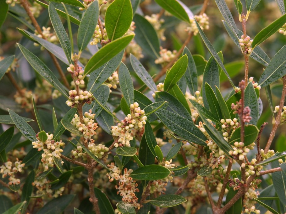 Филлиреи средней