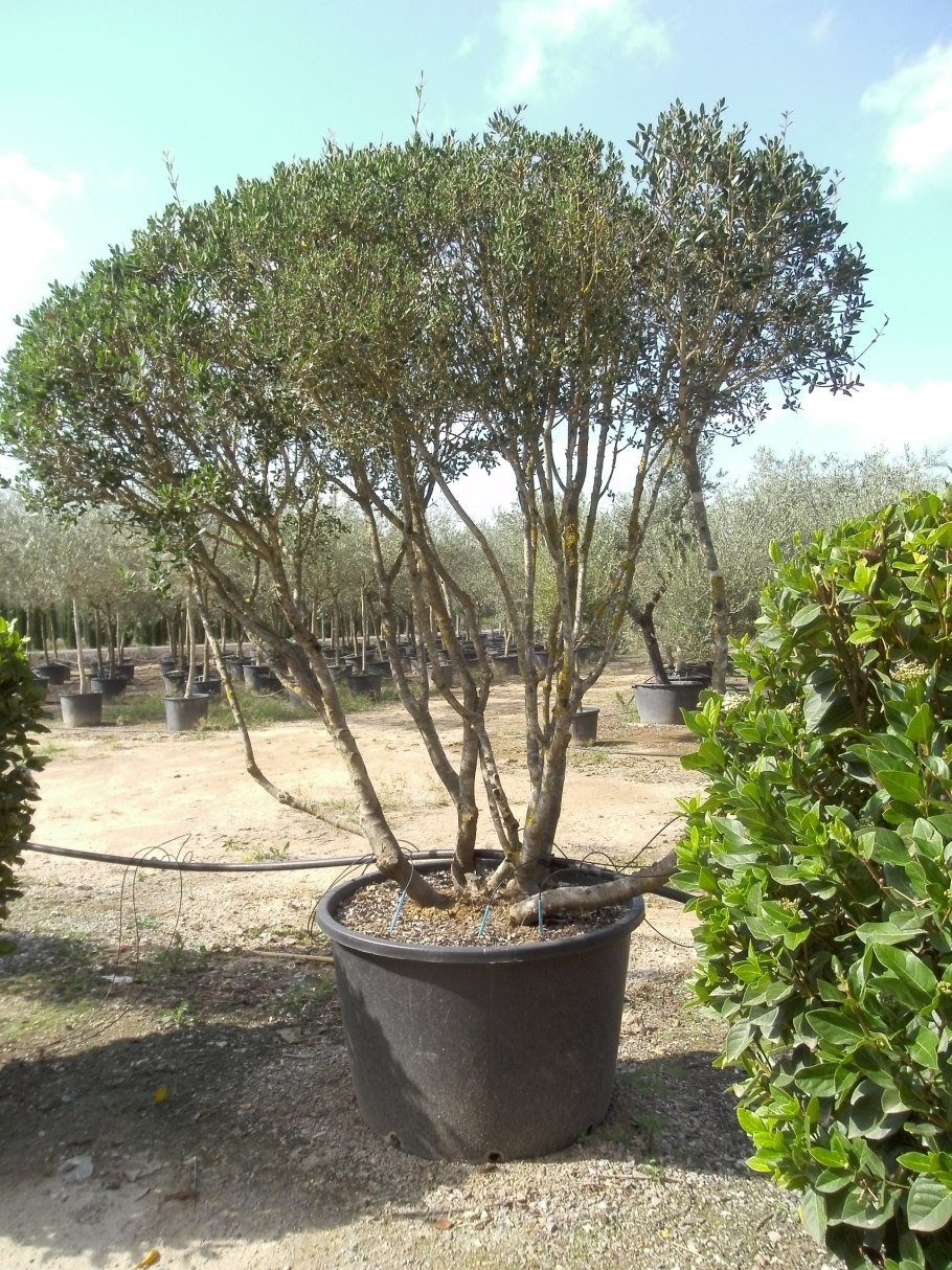 Филлирея дерево