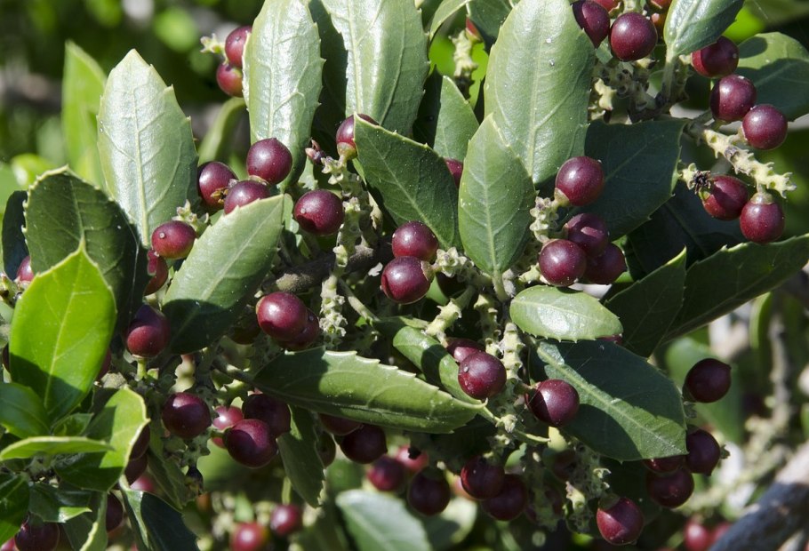 Phillyrea latifolia фото