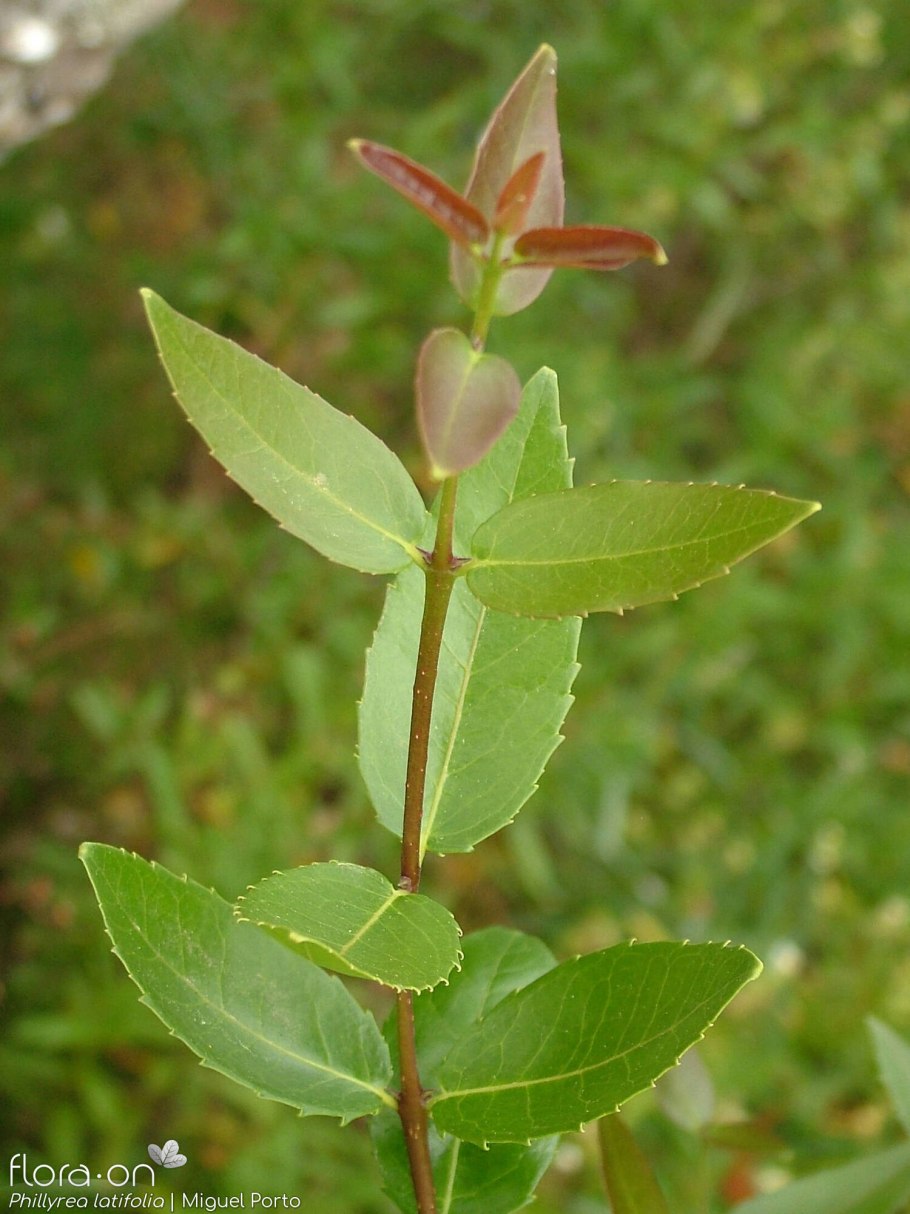 Филлирея средняя