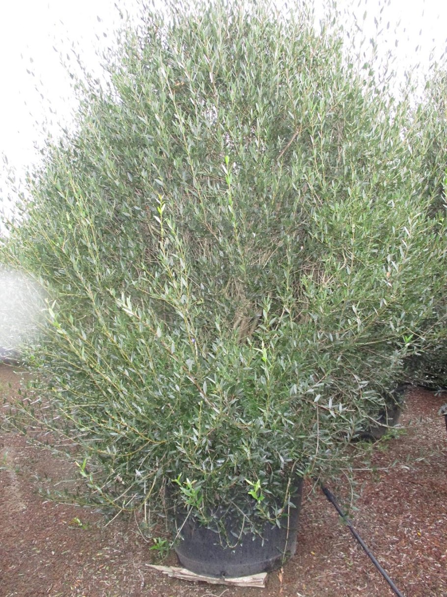 Пираканта узколистная