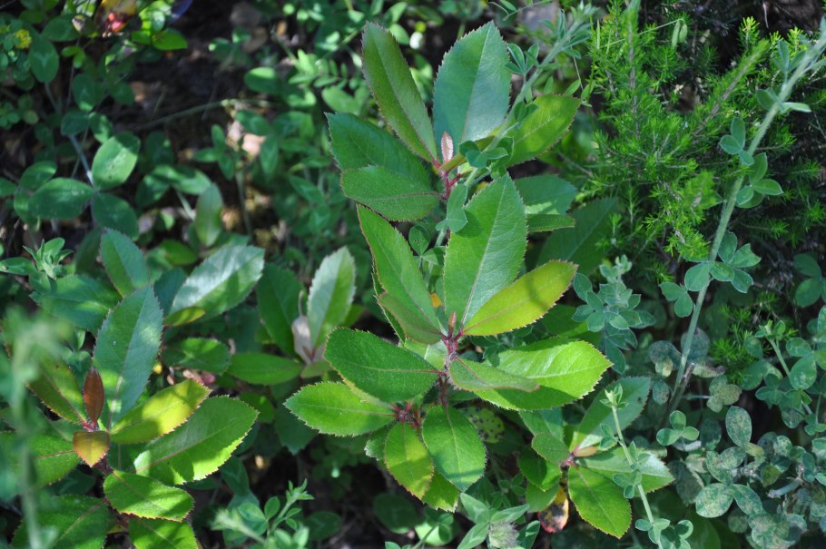 Барбарис самшитолистный