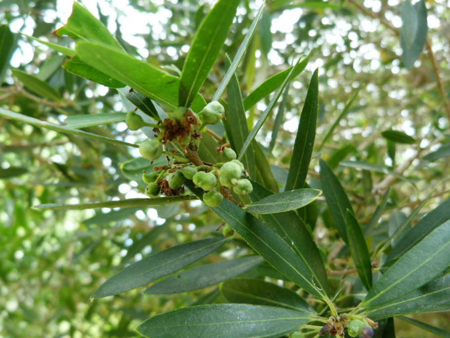Phillyrea latifolia