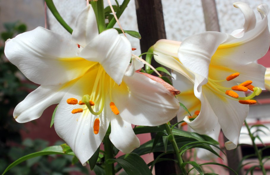 Лилия царственная фото