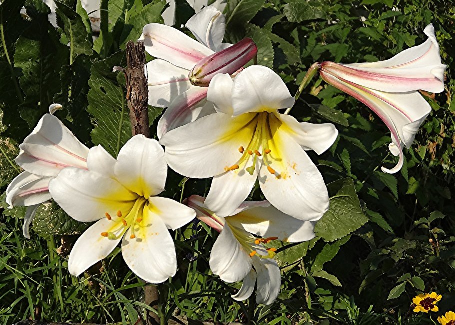 Лилия Королевская (Lilium Regale)