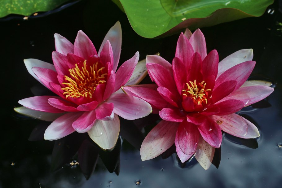 Лилия карликовая