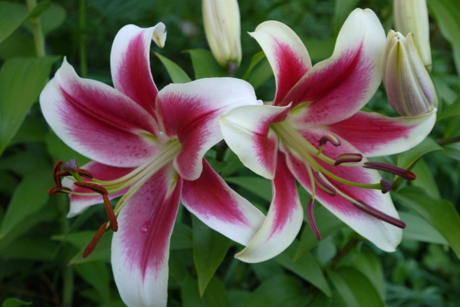 Лилия царственная в саду