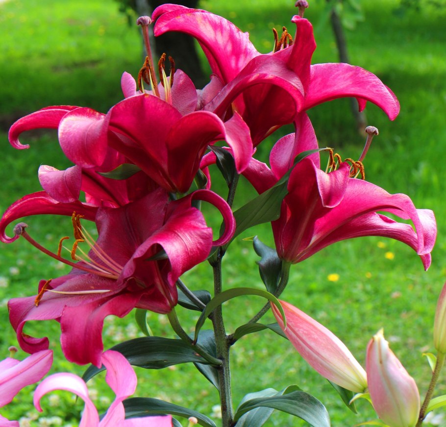 Лилия Регале Королевская