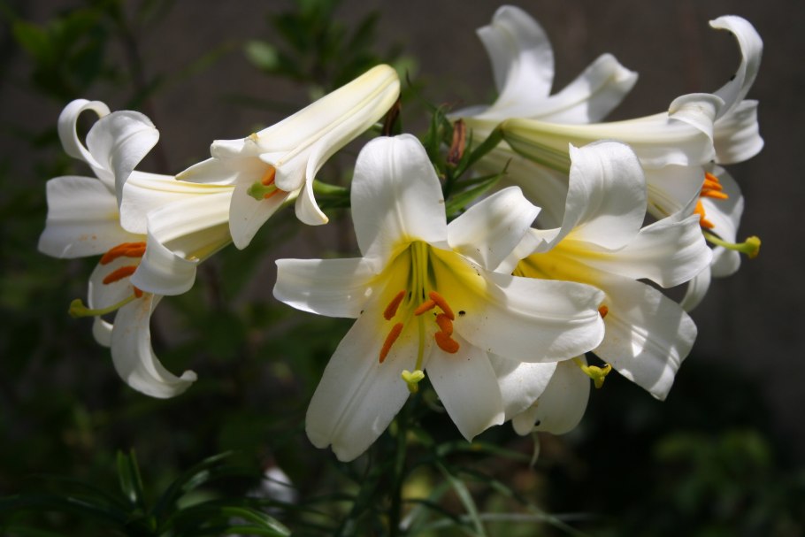 Лилия Йеллоу Тайгер