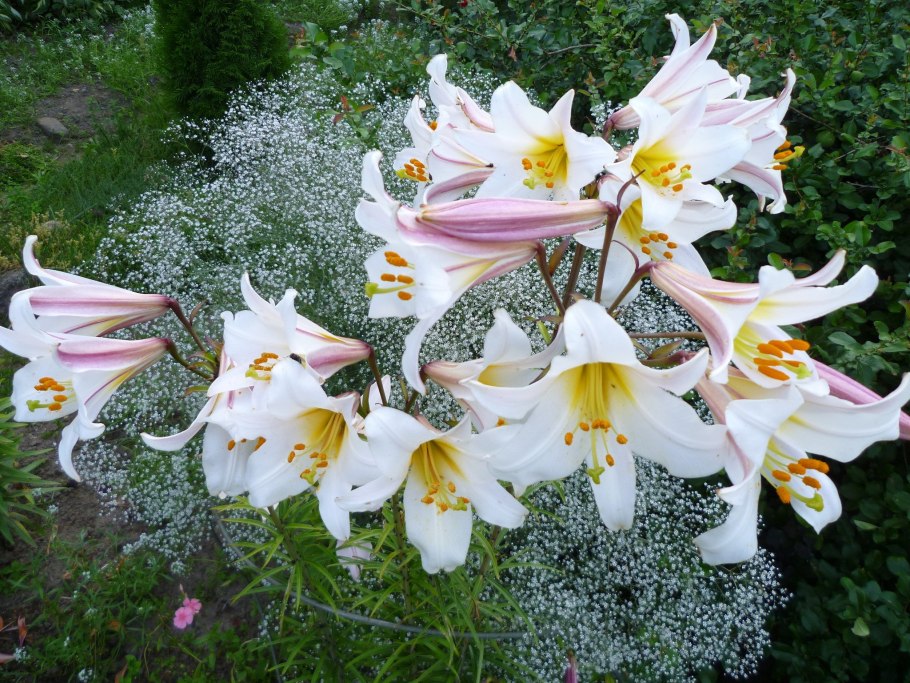 Лилия Регале альбум