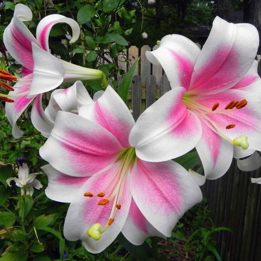 Лилия Королевская регалия