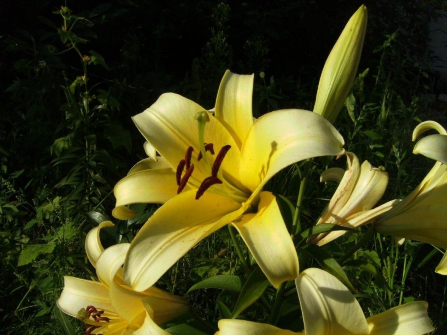 Лилия Королевская белая