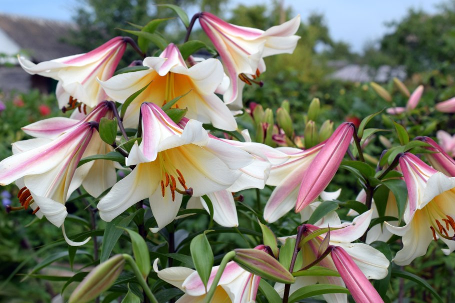 Лилия Гарден Эффеэр