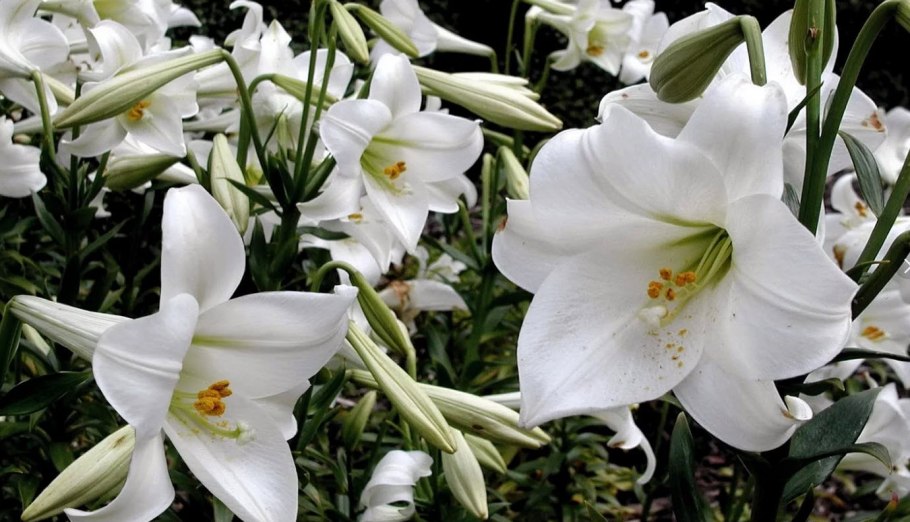 Лилия Trumpet Regale