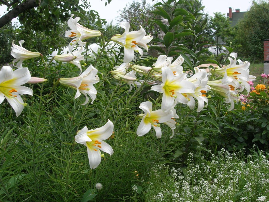 Лилии Регале