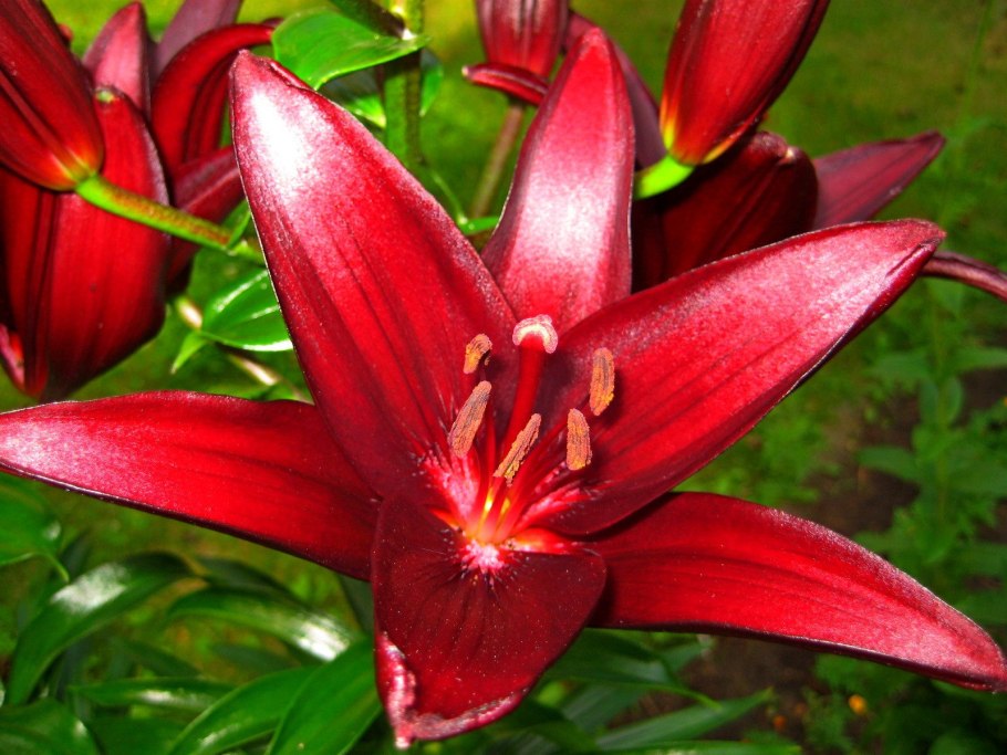 Лилия царственная фото