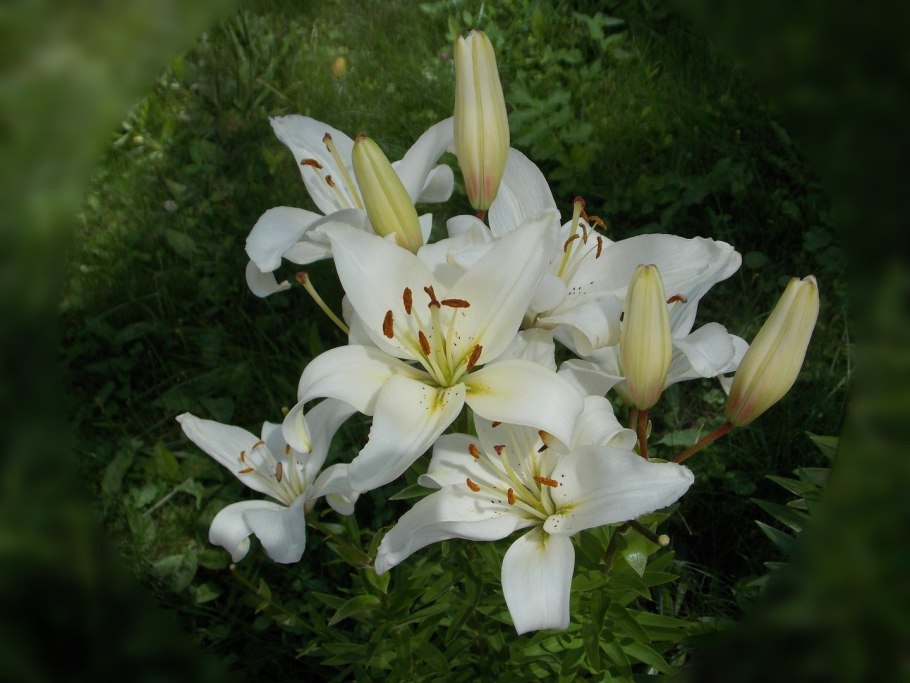 Белая лилия