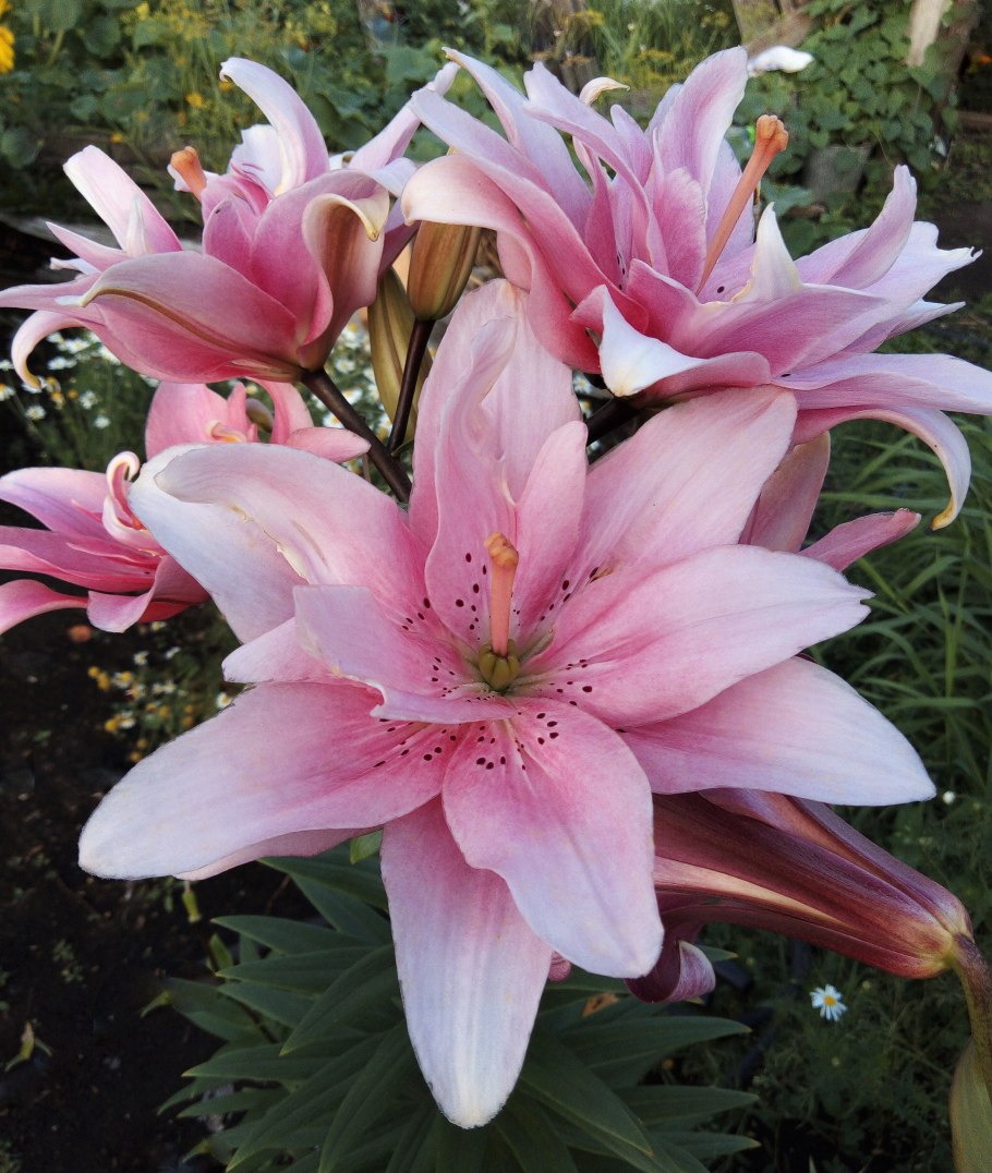 Лилия царственная царство