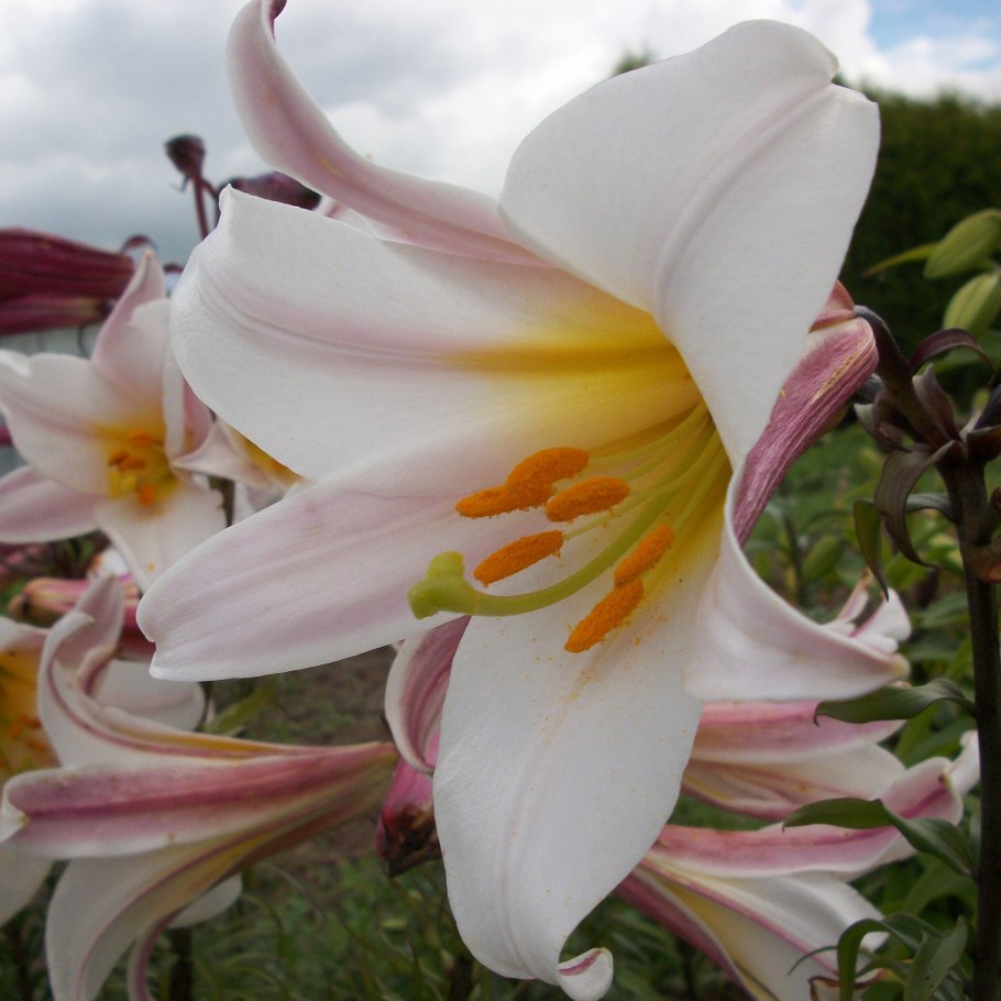 Ботрис у лилий