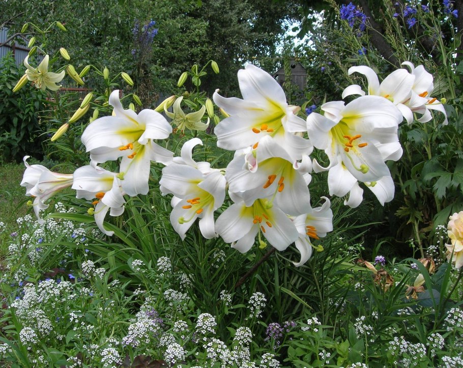 Лилия трубчатая Ригейл альбум